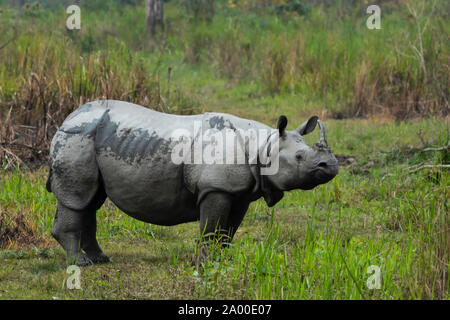 Indian un corno di rinoceronte presso il Parco Nazionale di Kaziranga in Assam. Foto Stock