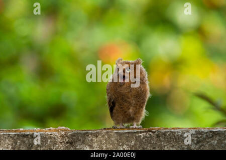 Mountain assiolo, Otus spilocephalus a Sattal in Nainital, Uttarakhand, India. Foto Stock