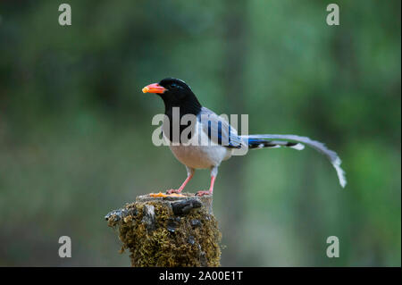 Rosso Blu fatturati gazza, Urocissa erythroryncha a Sattal in Nainital, Uttarakhand, India. Foto Stock