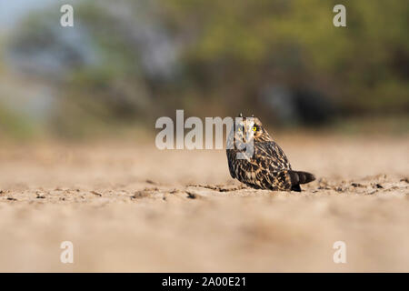 Breve eared owl, asio flammeus a Little rann di Kutch in Gujarat, India. Foto Stock