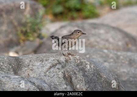 Marrone a bilanciere, Cinclus pallasii a Chaffi, Nainital, Uttarakhand, India Foto Stock