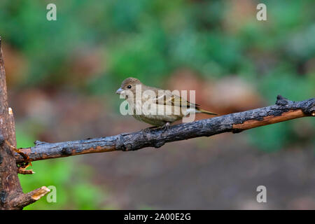 Common rosefinch, femmina, Carpodacus erythrinus a Sattal in Nainital, Uttarakhand, India Foto Stock