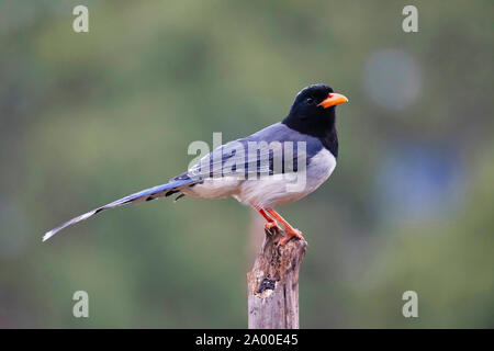 Rosso Blu fatturati gazza, Urocissa erythroryncha a Sattal in Nainital, Uttarakhand, India Foto Stock