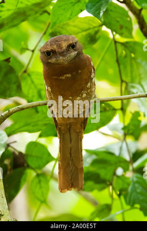 Il governo dello Sri Lanka Frogmouth, femmina, Batrachostomus moniliger a Salim Ali Bird Sanctuary, Thattekad in Kerala, India Foto Stock