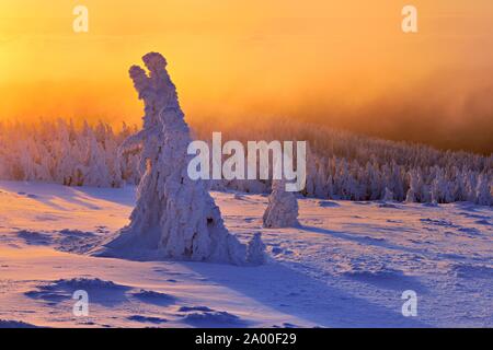 Atmosfera mattutina, sunrise sul Brocken in inverno con coperte di neve abeti rossi, nebbia, Parco Nazionale di Harz, Sassonia-Anhalt, Germania Foto Stock