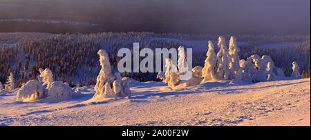 Atmosfera mattutina sul Brocken in inverno con coperte di neve abeti rossi, Parco Nazionale di Harz, Sassonia-Anhalt, Germania Foto Stock