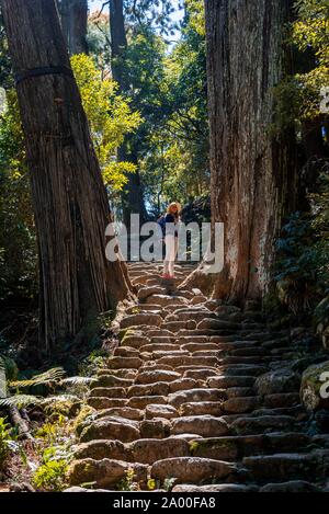 Escursionista sorge tra alberi secolari, sassoso sentiero nel bosco per il Hirou-jinja sacrario scintoista, cammino di pellegrino Kumano Kodo, Nachisan, Wakayama, Giappone Foto Stock