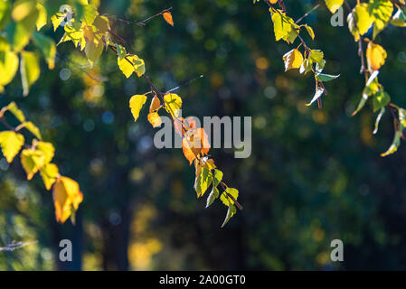 In prossimità del ramo di albero con il giallo e il verde delle foglie di autunno bokeh il paesaggio sullo sfondo. Il fuoco selettivo DOF poco profondo Foto Stock