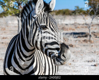 Zebra, il Parco Nazionale di Etosha, Kunene, Namibia Foto Stock