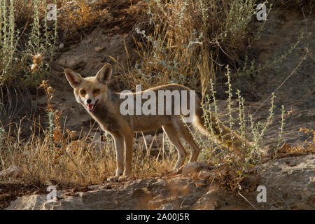 Fox nelle montagne della Galilea Israele Foto Stock