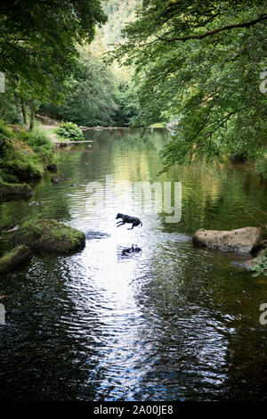 Il labrador nero fa volare mentre leap saltando nel fiume Teign su Dartmoor a Chagford in Devon per rinfrescarsi in una giornata molto calda Foto Stock