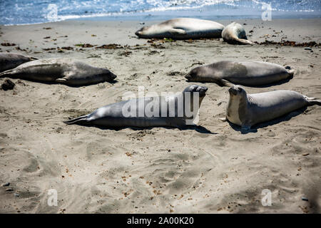 Seelöwen und See-Elefanten liegen am Strand des kalifornischen Küstenabschnitts Big Sur. Die Tiere faulenzen in der Sonne, lassen sich von den in Wellen, Belgium.Wellen Foto Stock