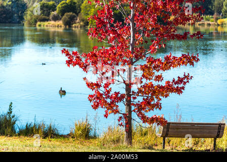 Paesaggio autunnale di stagno Gungahlin Park con il rosso acero, banco e blue pond con black swan sullo sfondo. Canberra, Australian Capital Terri Foto Stock