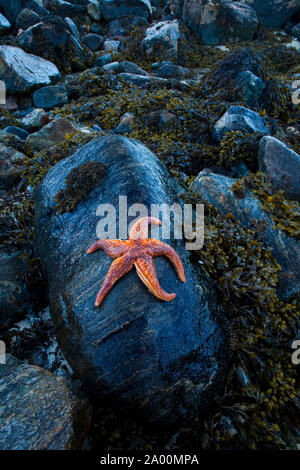 Estrella de Mar (Seafish). Playa Dail Beag Beach. Isola di Lewis. Outer Hebrides. La Scozia, Regno Unito Foto Stock