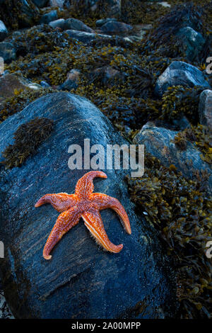 Estrella de Mar (Seafish). Playa Dail Beag Beach. Isola di Lewis. Outer Hebrides. La Scozia, Regno Unito Foto Stock