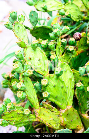 Boccola di verde succulente con frutti. Ficodindia cactus. Foto Stock