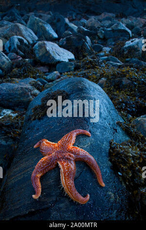 Estrella de Mar (Seafish). Playa Dail Beag Beach. Isola di Lewis. Outer Hebrides. La Scozia, Regno Unito Foto Stock