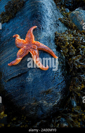 Estrella de Mar (Seafish). Playa Dail Beag Beach. Isola di Lewis. Outer Hebrides. La Scozia, Regno Unito Foto Stock