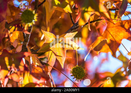 Aceri rossi sullo sfondo Foto Stock