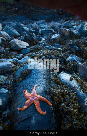 Estrella de Mar (Seafish). Playa Dail Beag Beach. Isola di Lewis. Outer Hebrides. La Scozia, Regno Unito Foto Stock