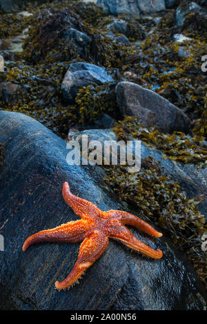 Estrella de Mar (Seafish). Playa Dail Beag Beach. Isola di Lewis. Outer Hebrides. La Scozia, Regno Unito Foto Stock