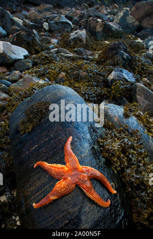 Estrella de Mar (Seafish). Playa Dail Beag Beach. Isola di Lewis. Outer Hebrides. La Scozia, Regno Unito Foto Stock