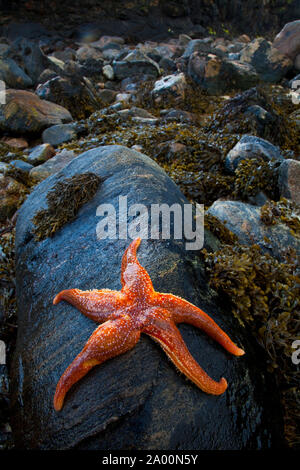 Estrella de Mar (Seafish). Playa Dail Beag Beach. Isola di Lewis. Outer Hebrides. La Scozia, Regno Unito Foto Stock