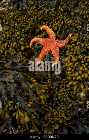 Estrella de Mar (Seafish). Playa Dail Beag Beach. Isola di Lewis. Outer Hebrides. La Scozia, Regno Unito Foto Stock