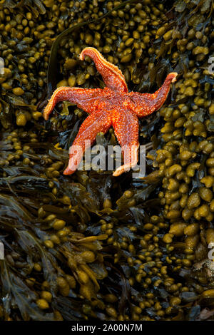 Estrella de Mar (Seafish). Playa Dail Beag Beach. Isola di Lewis. Outer Hebrides. La Scozia, Regno Unito Foto Stock