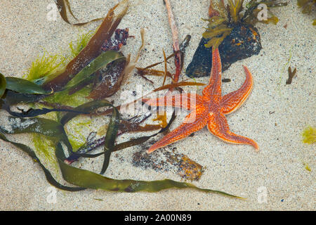 Estrella de Mar (Seafish). Playa Dail Beag Beach. Isola di Lewis. Outer Hebrides. La Scozia, Regno Unito Foto Stock