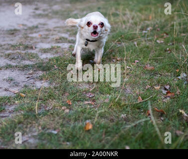 Piccolo Cane che abbaia in telecamera Foto Stock