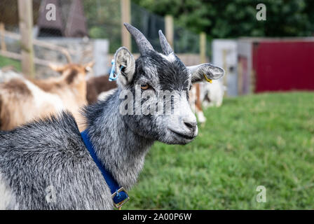 Pigmei Ritratto di capra Foto Stock