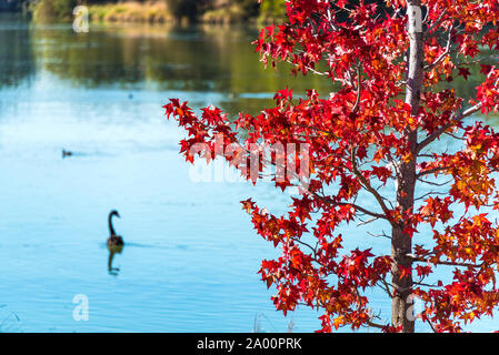 Rosso acero con black swan nuotare in acqua sullo sfondo. Messa a fuoco selettiva su albero. Autunno sfondo con acqua bird Foto Stock