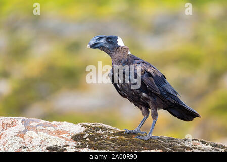 Grosso uccello thick-fatturati raven su una roccia. In Seminen Simien Mountains, Etiopia wildlife, Africa Foto Stock