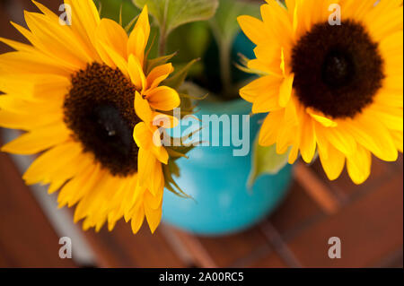 Due campi di girasoli in vaso Foto Stock