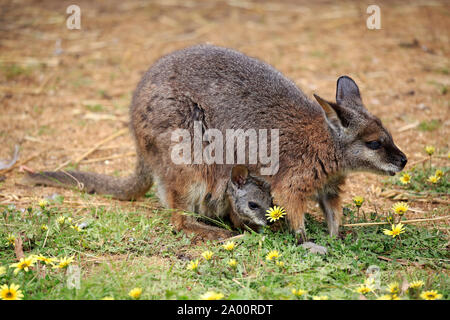 Tammar Wallaby, femmina adulta con joey sul prato, Cuddly Creek, South Australia, Australia (Macropus eugenii) Foto Stock