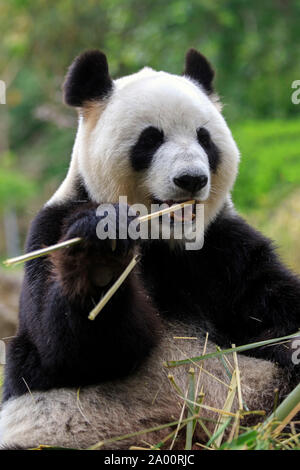 Panda gigante, adulto, captive, Adelaide, Australia del Sud, Australia, (Ailuropoda melanoleuca) Foto Stock