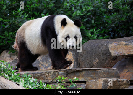 Panda gigante, adulto, captive, Adelaide, Australia del Sud, Australia, (Ailuropoda melanoleuca) Foto Stock