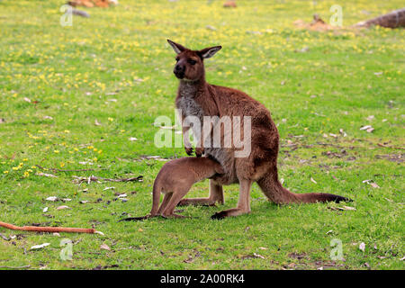 Kangaroo Island Kangaroo, adulti con giovani in prato, Mount Lofty, South Australia, Australia (Macropus fuliginosus fuliginosus) Foto Stock