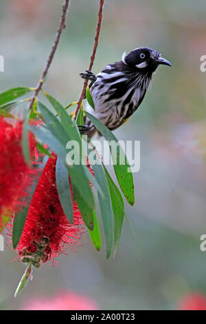 New Holland Honeyeater, adulto, Parndana, Kangaroo Island, South Australia, Australia (Phylidonyris novaehollandiae) Foto Stock