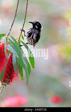 New Holland Honeyeater, adulto, Parndana, Kangaroo Island, South Australia, Australia (Phylidonyris novaehollandiae) Foto Stock