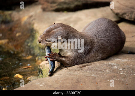 Oriental piccola artigliato Otter, adulto, captive, Adelaide, Australia del Sud, Australia, (Amblonyx cinerea) Foto Stock