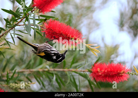 New Holland Honeyeater, adulto, Parndana, Kangaroo Island, South Australia, Australia (Phylidonyris novaehollandiae) Foto Stock