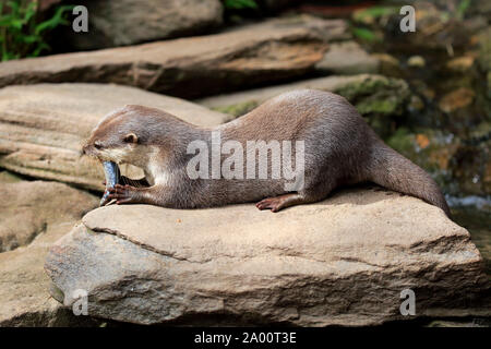Oriental piccola artigliato Otter, adulto, captive, Adelaide, Australia del Sud, Australia, (Amblonyx cinerea) Foto Stock