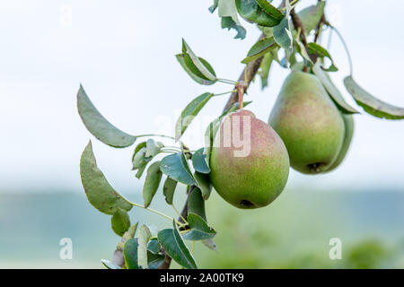 Pere fresche sul ramo di un albero di pera Foto Stock