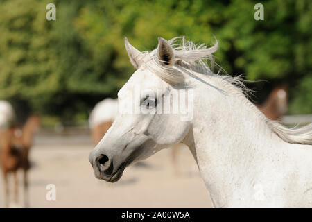 Arabian Horse, grigio mare Foto Stock