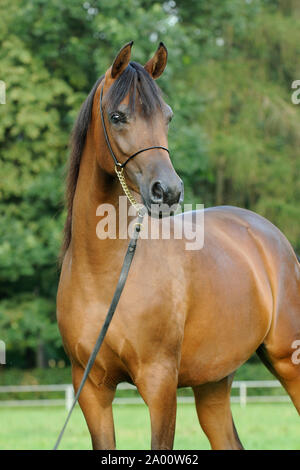 Bruna giovane Arabian Horse, il mare con show halter Foto Stock