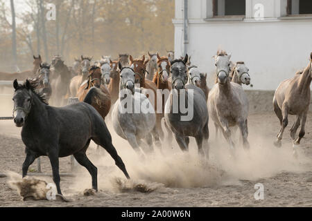 Arabian Horse, giovani mares sul modo di stabile Foto Stock