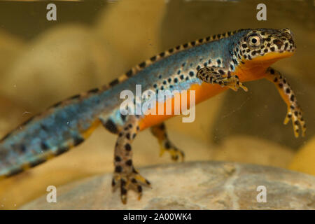 Il tritone alpestre, maschio, (Ichthyosaura alpestris) Foto Stock