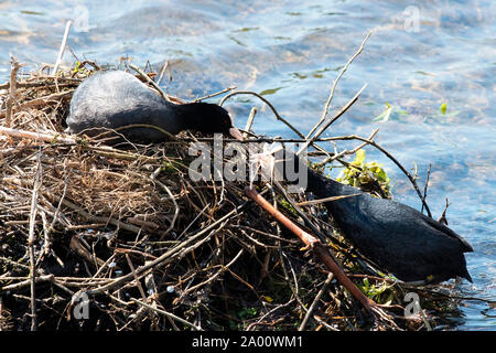 Eurasian coot, coppia edificio nido, Echinger Stausee, in Baviera, Germania (fulica atra) Foto Stock